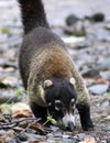 Pretty coati in Costa Rica jungle central american racoon Royalty Free Stock Photo