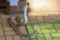 The Beautiful Cobra snake on cement floor at thailand Royalty Free Stock Photo