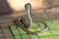 The Beautiful Cobra snake on cement floor at thailand Royalty Free Stock Photo