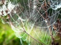 Beautiful Cobweb Decorated With Drops of Dew Swaying in the Wind in the Early Morning. Natural Background