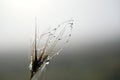 Beautiful cobweb with dew drops against blurred background Royalty Free Stock Photo