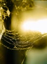 Beautiful cobweb in the sunlight. Thin cobweb in the rays of light. Shades and lights of cobweb in the bokeh effect. Royalty Free Stock Photo