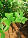 Coccinia grandis Plant Royalty Free Stock Photo