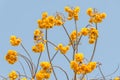Beautiful Cochlospermum Regium flower with blue sky Royalty Free Stock Photo