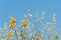 Beautiful Cochlospermum Regium  yellow flower with bule sky and copy sapce for text and advertising Royalty Free Stock Photo