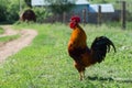 Beautiful cock crowing. Morning in the village Royalty Free Stock Photo
