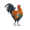 Beautiful cock isolated on a white background. Watercolor illustration of poultry. Farm animal. A bright and colorful rooster. Royalty Free Stock Photo