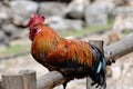 Beautiful or rooster sitting on the fence in nepalese village