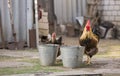 Beautiful stands in a farmyard yard on green grass Royalty Free Stock Photo