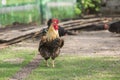 Beautiful stands on a day in a farmyard yard on green grass Royalty Free Stock Photo