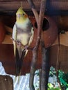 Beautiful Cockatiel Bird, also known as weiro bird, or quarrion, is a small parrot pet in Sri Lanka. Royalty Free Stock Photo