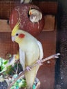 Beautiful Cockatiel Bird, also known as weiro bird, or quarrion, is a small parrot pet in Sri Lanka. Royalty Free Stock Photo