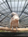 Beautiful Cockatoo Bird