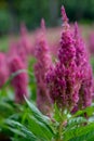 Beautiful Cockscomb, Chinese Wool Flower