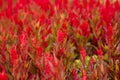 Beautiful Cockscomb red flowers in the field.