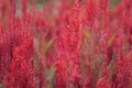 Beautiful Cockscomb red flowers in the field