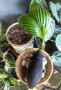 Beautiful coconut bonsai ornamental plant