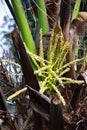 The Beautiful of Coconut Flower with the Bee