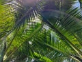 Beautiful coconut leaves against the sky