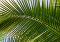 Beautiful coconut leaves against the sky