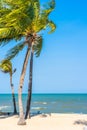 Beautiful Coconut palm leaf tree with beach sea and ocean on blue sky Royalty Free Stock Photo