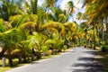 Beautiful coconut palm tree alle, georgeous tropical jungle background. Royalty Free Stock Photo