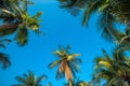 Beautiful coconut palm tree forest in sunshine day clear sky background color tone effect. Travel tropical summer beach holiday Royalty Free Stock Photo