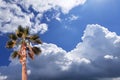 Beautiful coconut palm tree with green leaves on Blue sky clouds background. Royalty Free Stock Photo