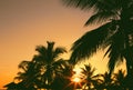 Beautiful coconut palm trees against colorful sunset sky.  Vacation and travel concept Royalty Free Stock Photo