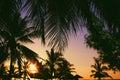 Beautiful coconut palm trees against colorful sunset sky.  Vacation and travel concept Royalty Free Stock Photo