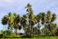Beautiful coconut palm trees farm