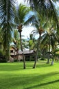 Beautiful coconut palm trees on Mauritius Island