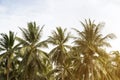 Beautiful coconut palm trees and sky in agriculture farm at Thai