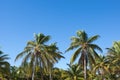 Coconut palms against a background of blue sky Royalty Free Stock Photo