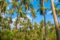 A beautiful coconut plantation in the Philippines. Royalty Free Stock Photo