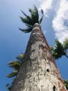 A beautiful coconut tree caught on camera Royalty Free Stock Photo