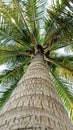 Beautiful coconut tree from lower angle