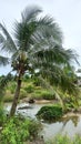 a beautiful coconut tree in a neglected garden