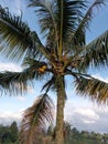 Beautiful coconut trees, waiting for a beautiful senset