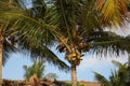 Beautiful coconuts growing on green palm outdoors