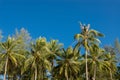Beautiful coconut palm tree with clear blue sky,Holiday and summer vacation concept