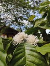 beautiful coffee flowers under the trees