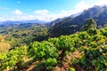 Beautiful coffee plants