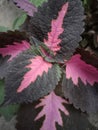 Beautiful coleus 3