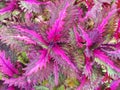 beautiful Coleus blumei Benth flowers