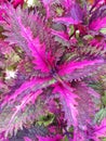 beautiful Coleus blumei Benth flowers