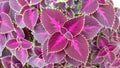 Coleus Cutellarioides plant leaves, Beautiful multiple colors design of Miana plant leaves, close up view