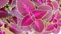 Coleus Cutellarioides plant leaves, Beautiful multiple colors design of Miana plant leaves, close up view