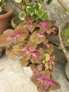 Beautiful coleus home plants