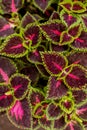 Beautiful coleus leaves with green and purple colors